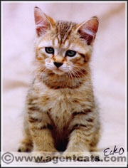 Special Agent Trinity, Pixie Bob kitten
